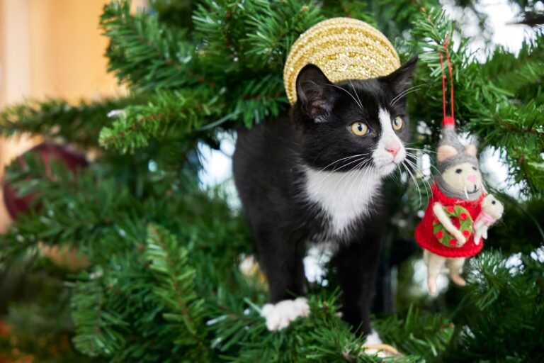 The Best Christmas Movies with Cats to Watch This Holiday Season