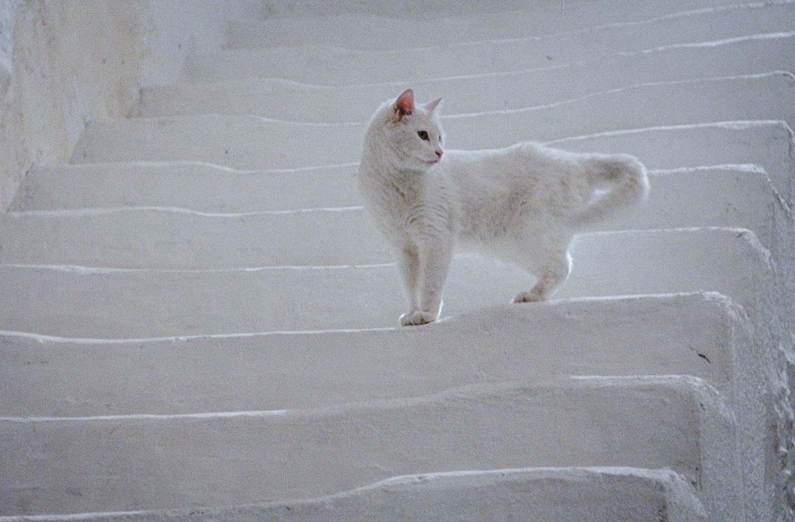 The Legacy white cat