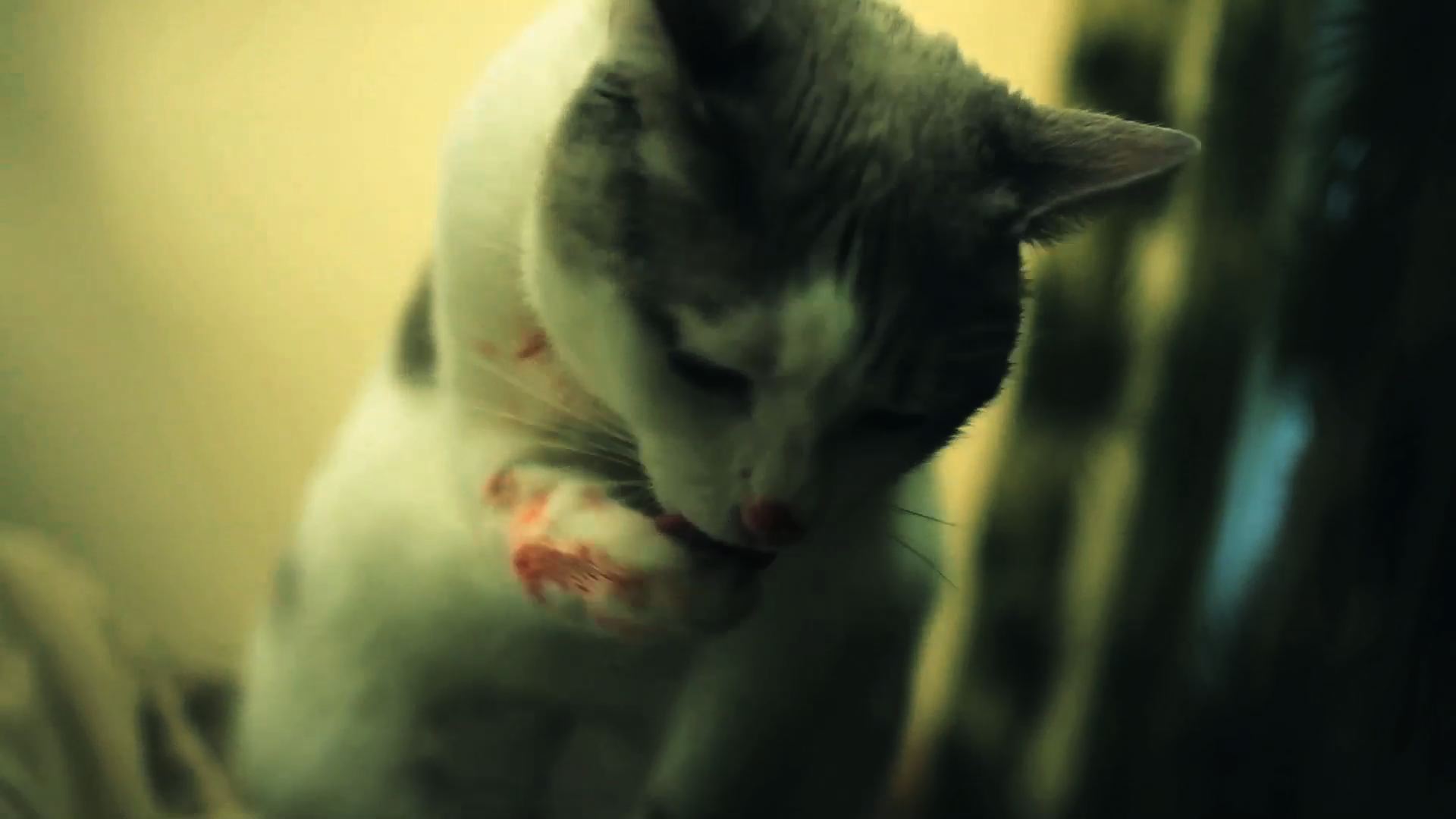 Angel licking blood off her paws