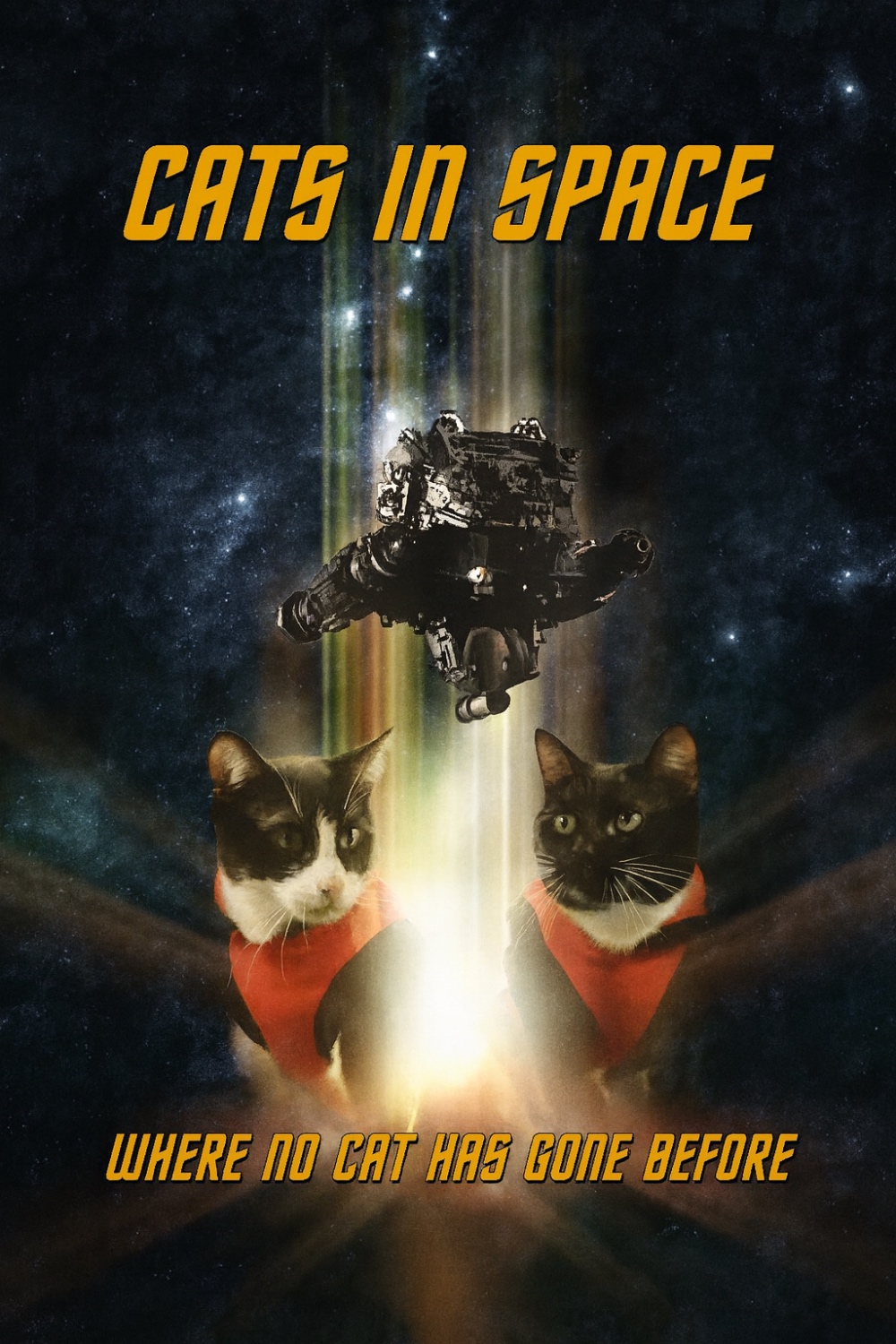 Cats in Space