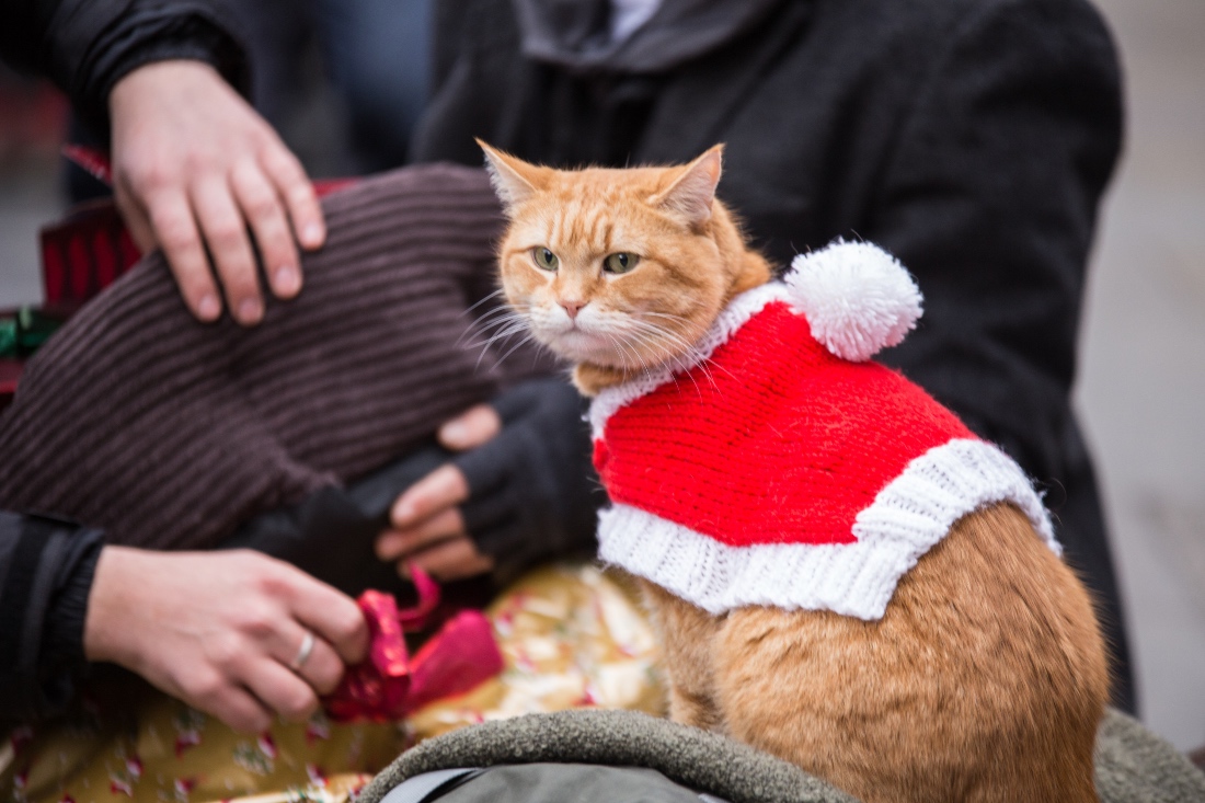street cat Bob Christmas movie