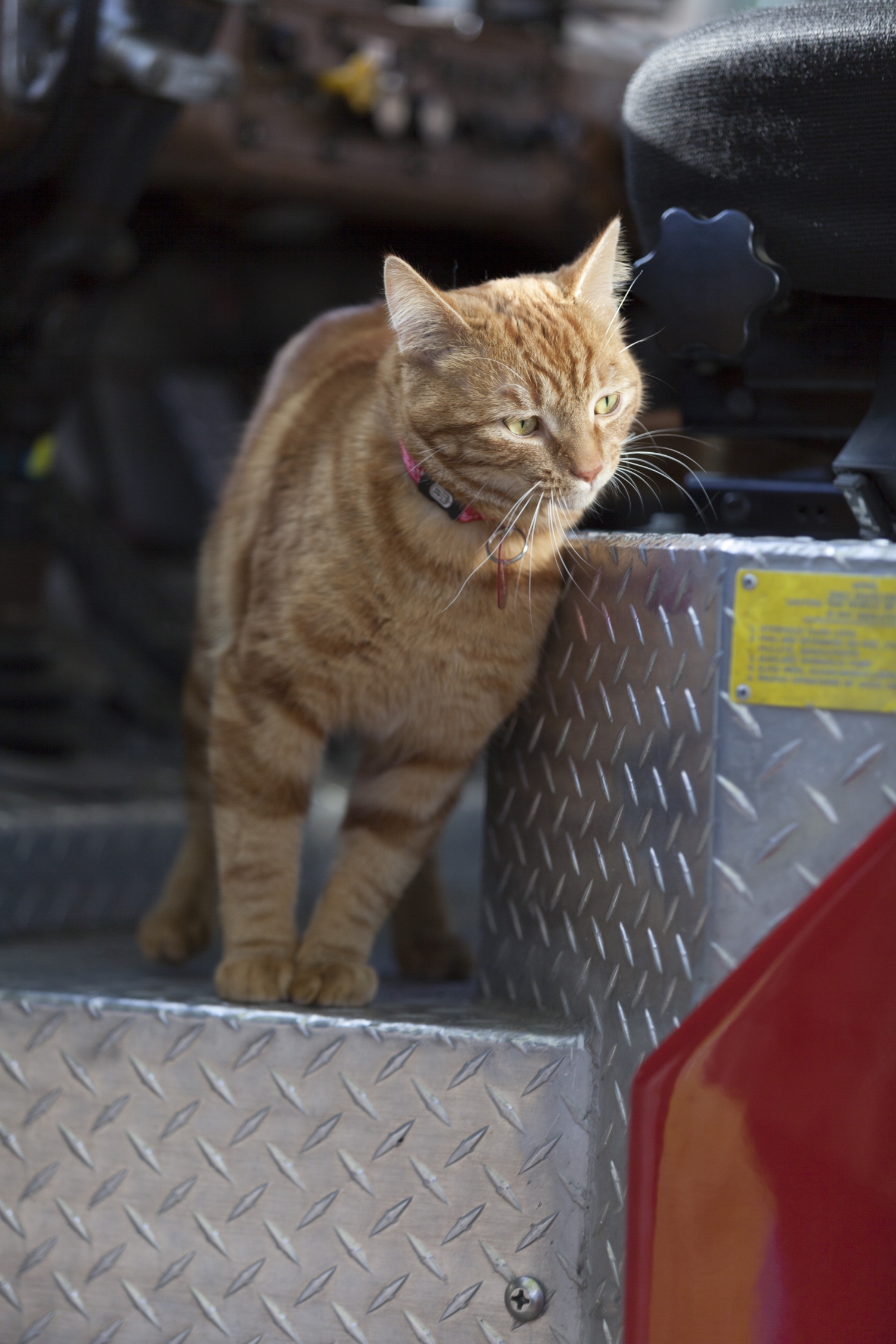 The Nine Lives of Christmas Ambrose