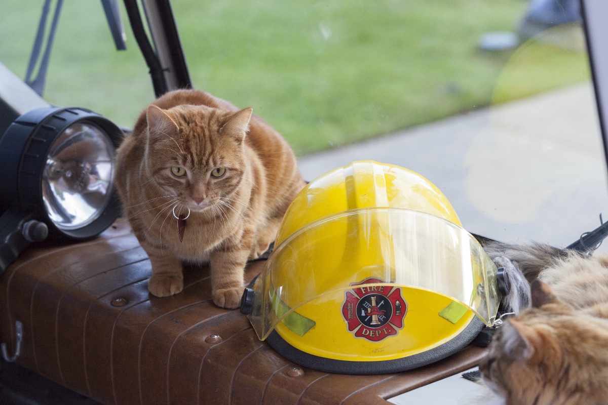 The Nine Lives of Christmas cat