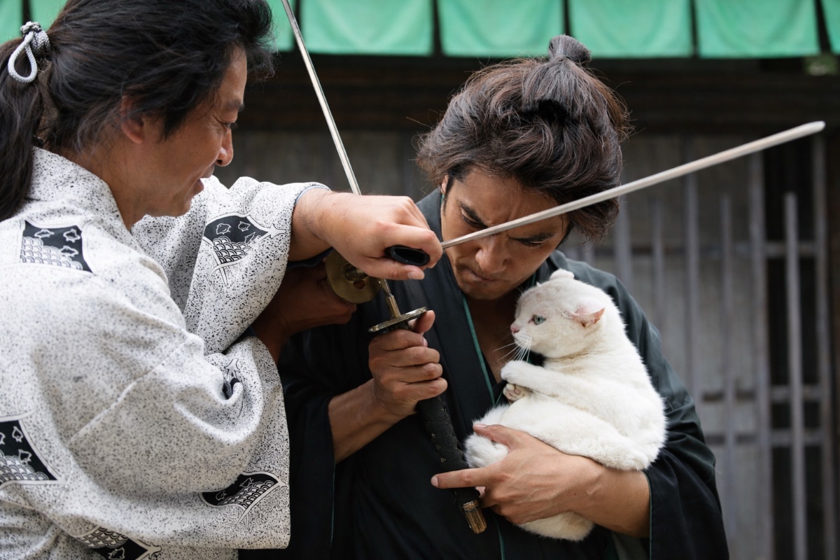 Samurai Cat 2014