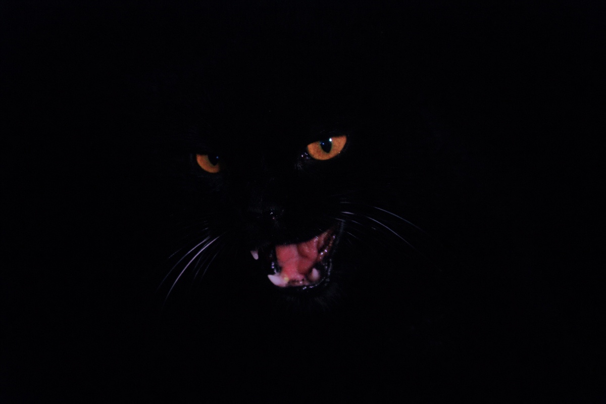 The Tomb of Ligeia cat