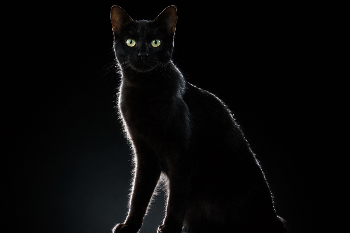 The Black Cat