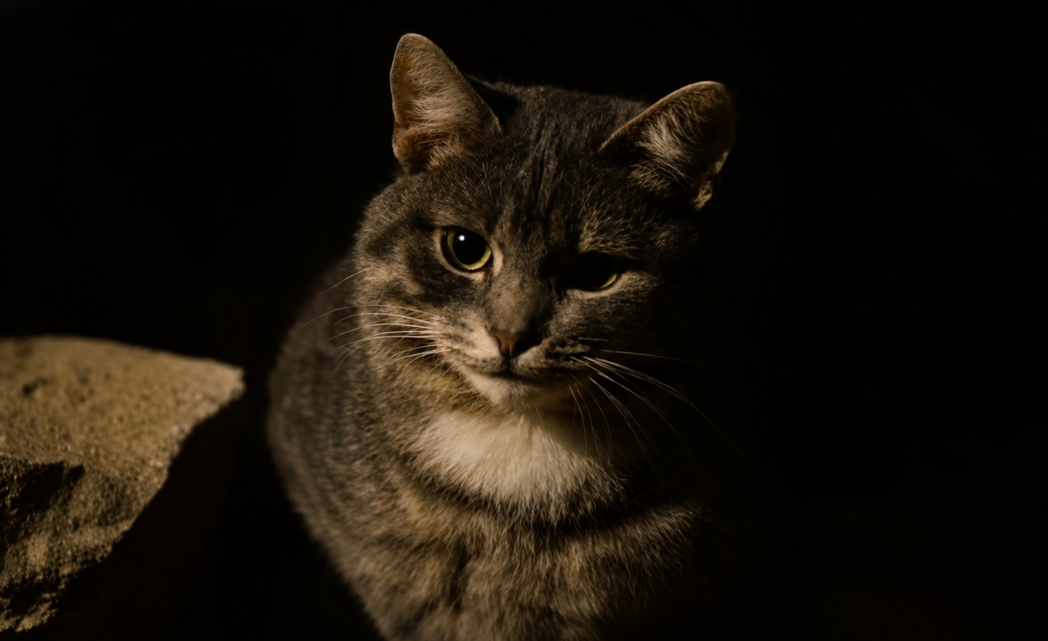 The Byzantine Cat review