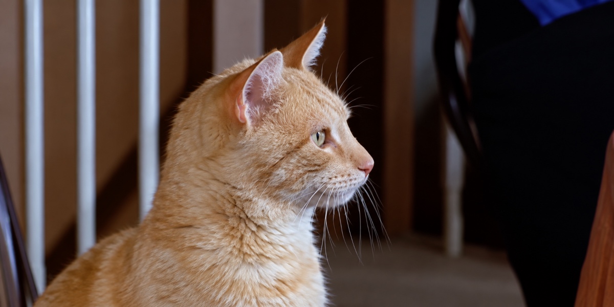 The Comedy of Terrors cat