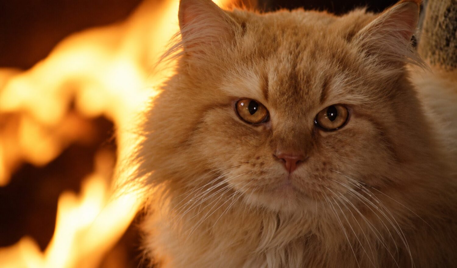 Seven Deaths in the Cat's Eye